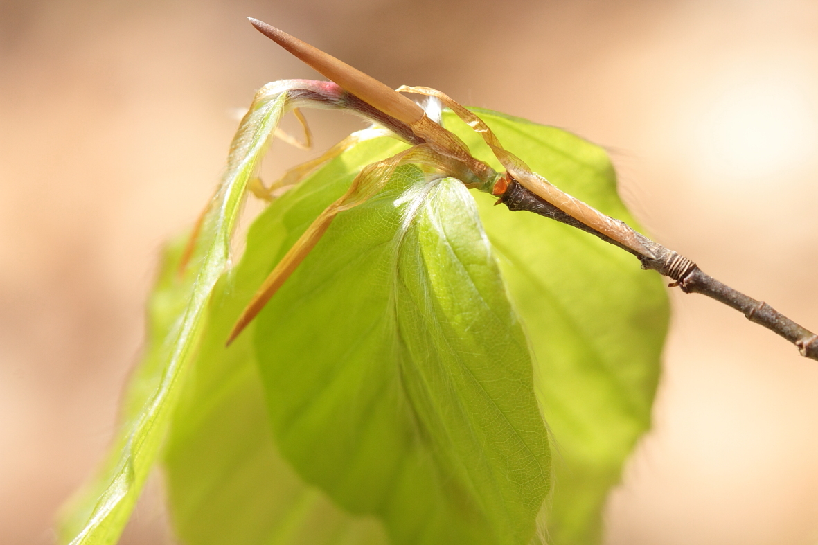 Beech leaves